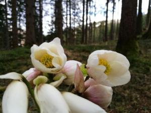 nl 2017 03 singlewandern fruehling oesterreich deutschland reisen